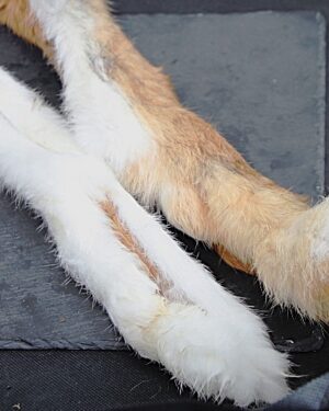 Kaninchen Fellstange ca. 30-40cm (2 Stk)